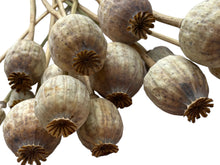 Load image into Gallery viewer, Dried Poppy Heads