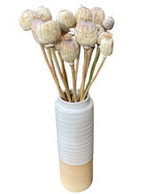 Load image into Gallery viewer, Dried Poppy Heads