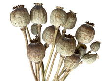 Load image into Gallery viewer, Dried Poppy Heads