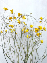 Load image into Gallery viewer, Buttercups