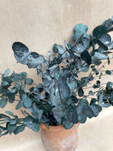 Load image into Gallery viewer, Eucalyptus Cinerea
