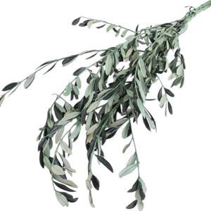 Olive Foliage