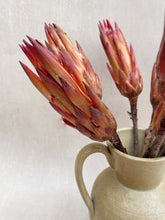 Load image into Gallery viewer, Dried Protea Pendula
