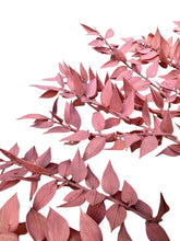 Load image into Gallery viewer, Pink Ruscus
