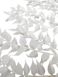 Bleached Ruscus