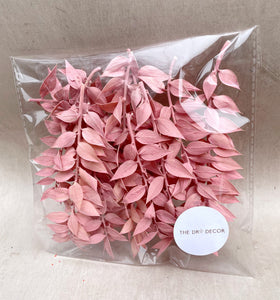 Pink Ruscus