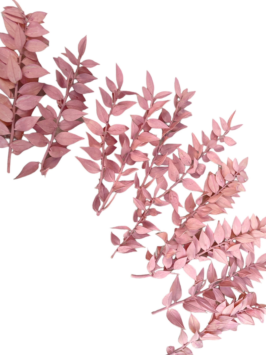 Pink Ruscus