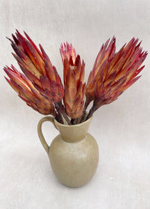Dried Protea Pendula