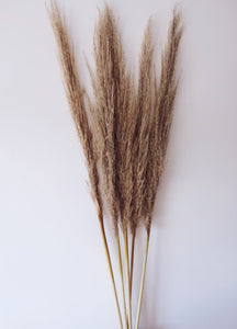 Dried Pampas Grass