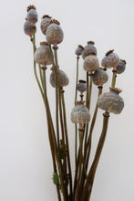 Load image into Gallery viewer, Dried Poppy Heads
