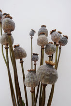 Load image into Gallery viewer, Dried Poppy Heads
