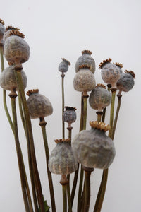 Dried Poppy Heads
