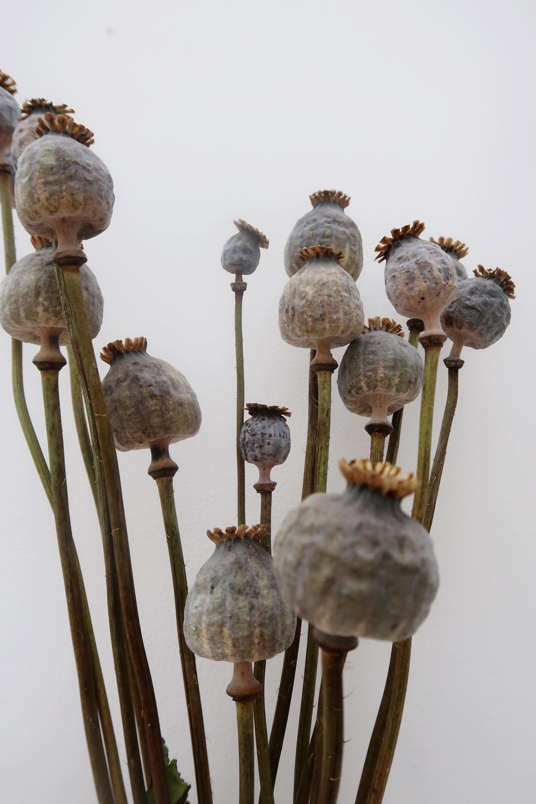 Dried Poppy Heads