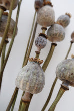 Load image into Gallery viewer, Dried Poppy Heads

