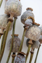 Load image into Gallery viewer, Dried Poppy Heads
